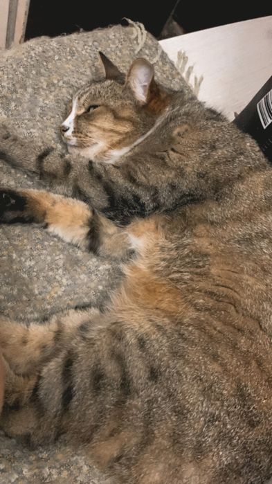 Потерялся кот!:(