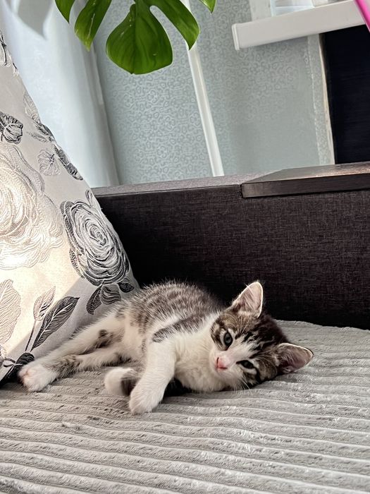 Котенок, тигровый мальчик в добрые руки