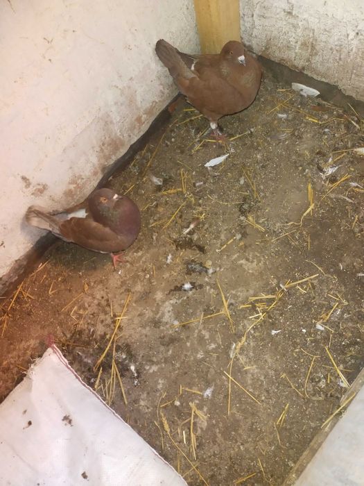 Gołębie kingi sprzedaż