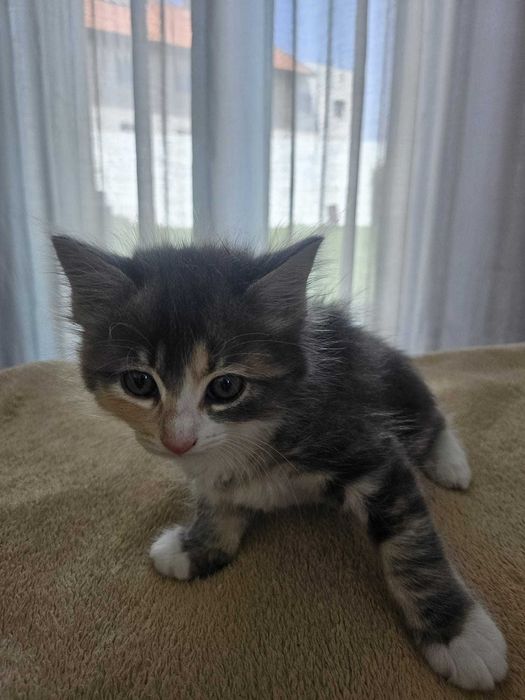 Adoção Responsável de Gatinhas Bebés