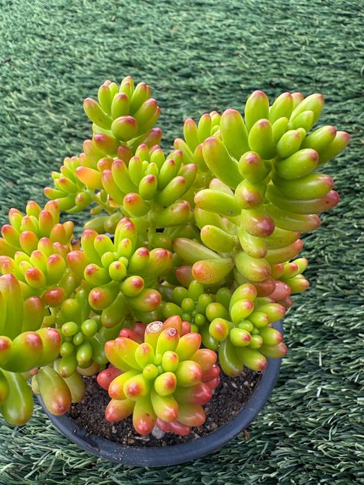 Suculentas  Sedum Rubrotinctum (Jelly Bean) e Sedum rubrotinctum Aurora Variegata preço 1€