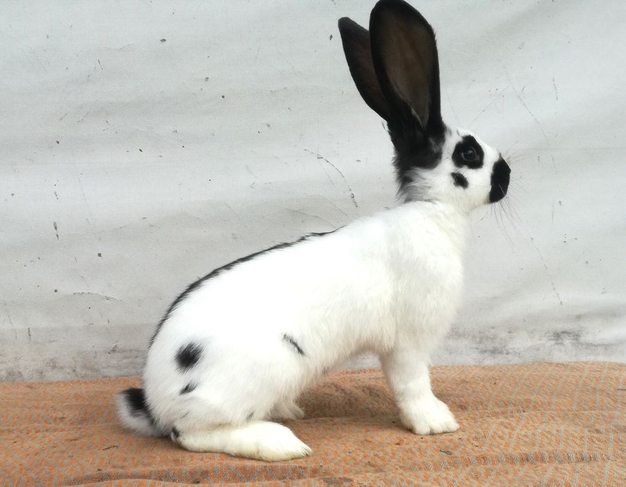 Німецький строкач