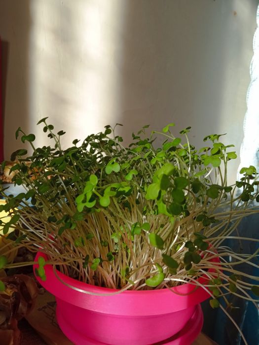 Зелень гірчиці свіжа