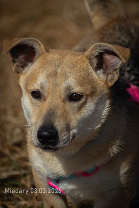 Bobo - młodziutki psiak, który kocha cały świat! :)