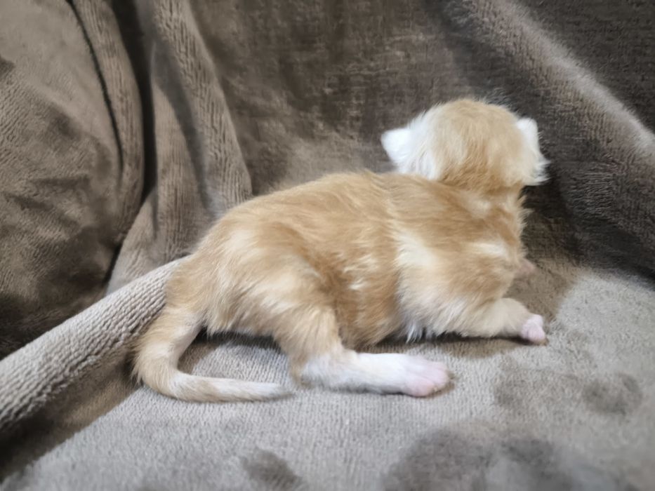 Maine coon Kocurek