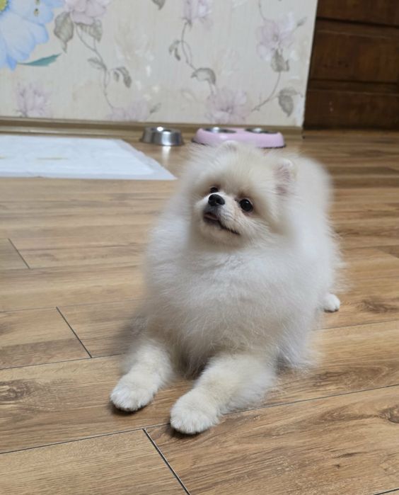 Лялькові красунчики.