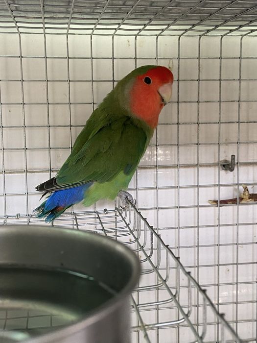 Várias aves disponíveis