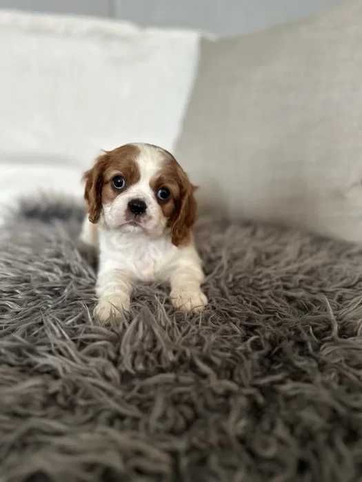 Cavalier King Charles