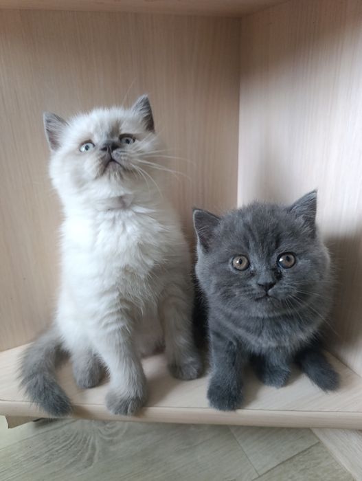 Шотландские  котята классные