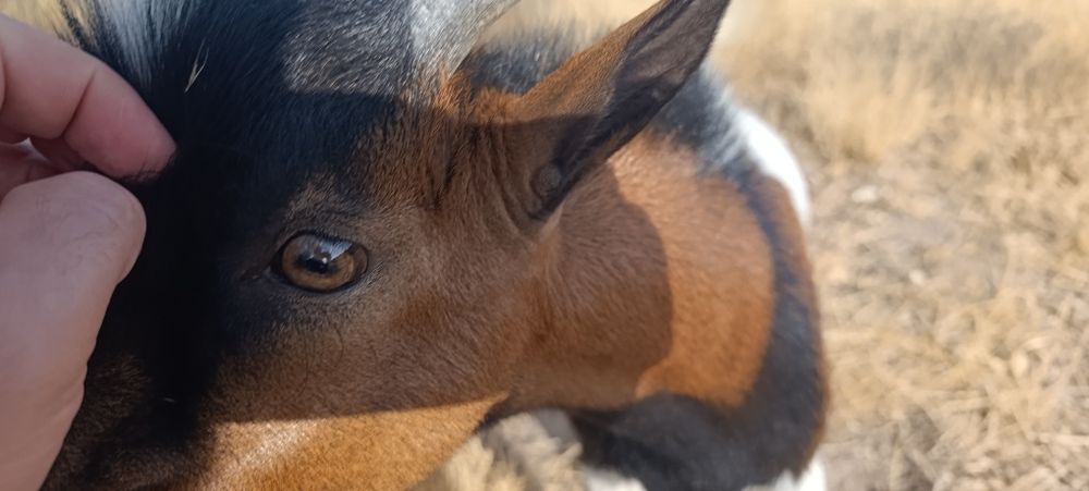 Cabrito Anão 6 meses