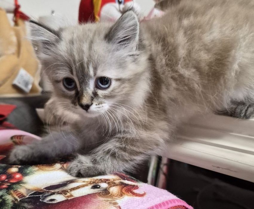 Мальчик  породы  Невская маскарадная