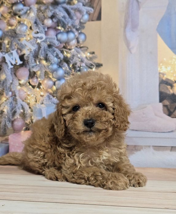 Дівчинка міні розміру