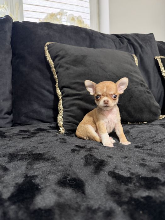 chihuahua krótkowłosy piesek