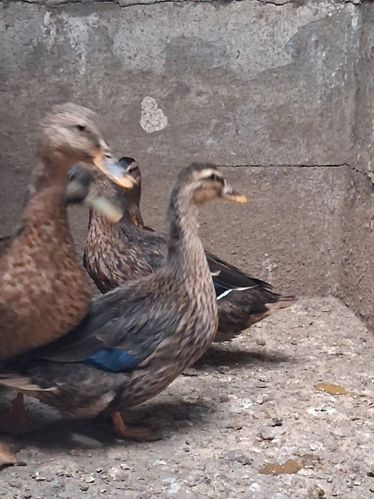 Patos reais muito bonitos