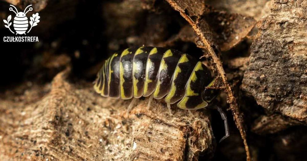 15 x Armadillidium maculatum "yellow"