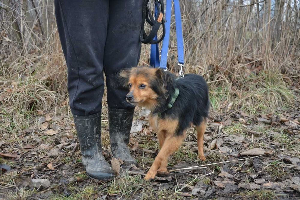 Mała, rezolutna, młoda - słodka Szałwia szuka człowieka