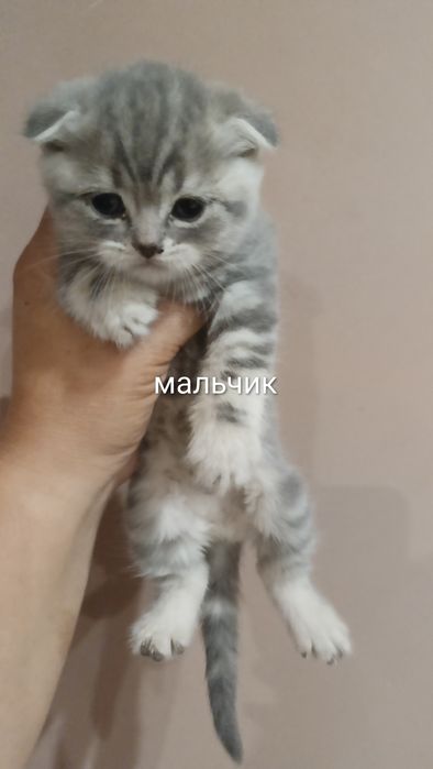 котята британские короткошёрстная