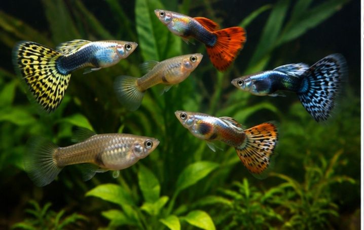 Guppies / Lebistes jovens – várias cores