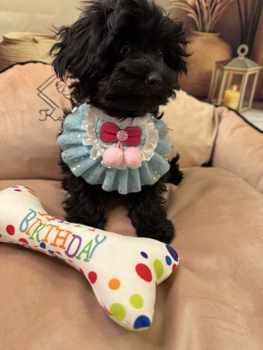 Yorkiepoo suczka. York& pudel toy