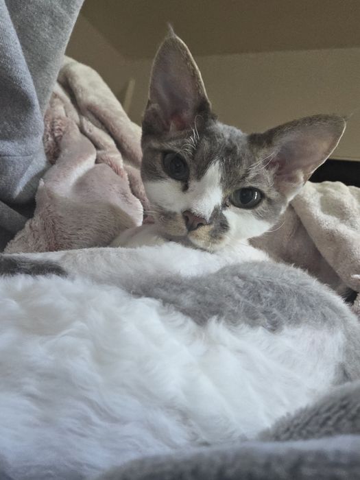 Devon rex najsłodsza kotka