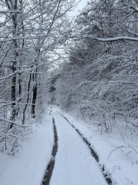 22 сотих у центрі соснового лісу! Хмельницький