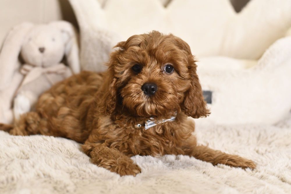 Cavapoo F1 RED BROWN wyjątkowy chłopiec gotowy do odbioru Warszawa ...