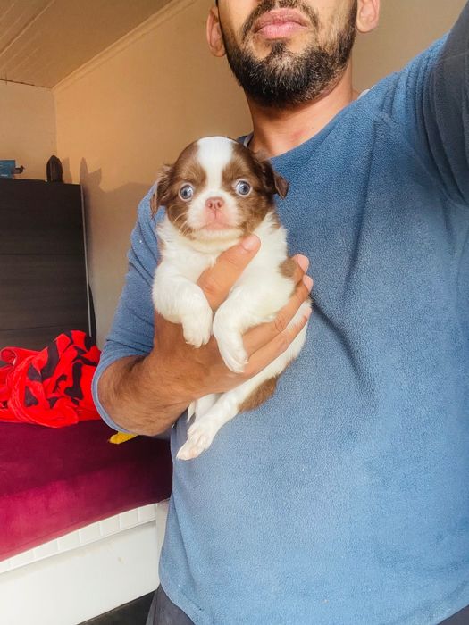 Chihuahua menino pelo logo