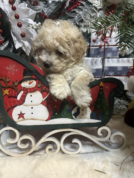 Хлопчик мальтипу,стандарт