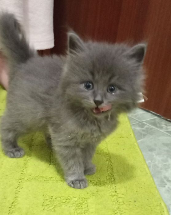 Віддаємо котиняток в добрі руки.