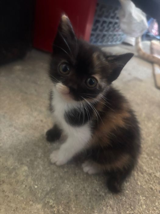 Dou gatos bebés com 2 meses