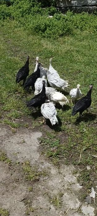 Perus Lavanda ou Cinza