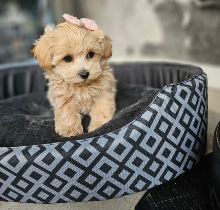 Zjawiskowa Dziewczynka  Maltipoo