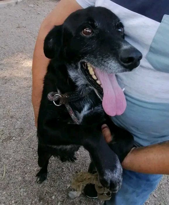 Cão super fixe cruzado de labrador para adopção responsável Benavente ...
