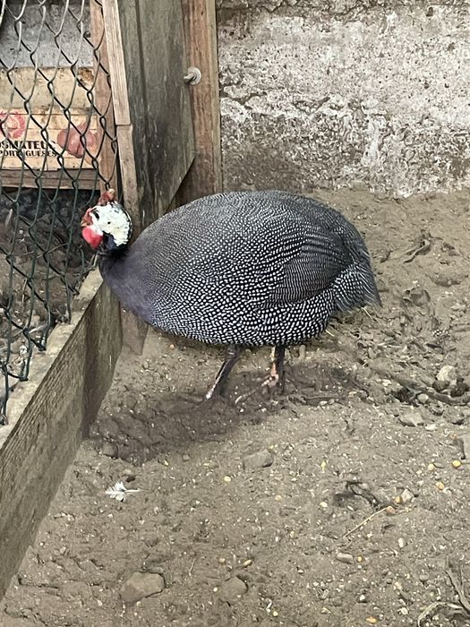 Galinhas de angola ou fracas