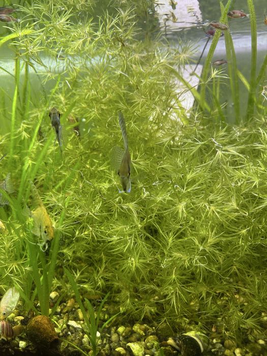 Najas guadalupensis é uma planta aquática de fácil cultivo.