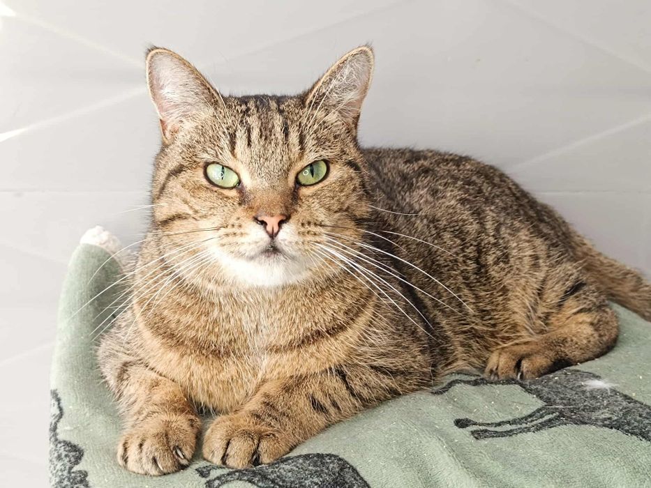 Nieśmiała Dixi rozgląda się za domem!