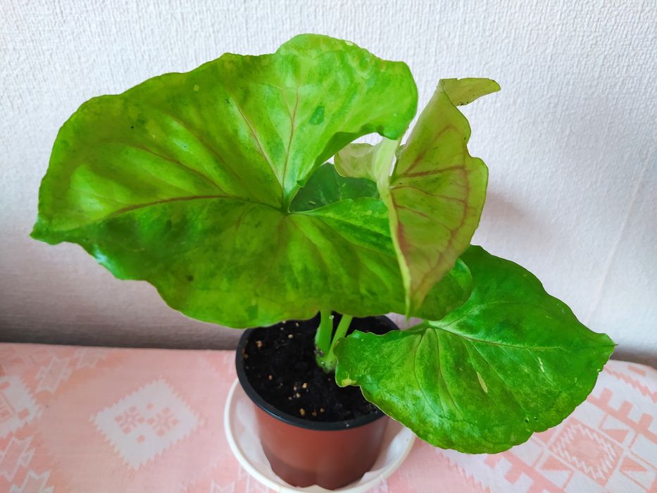 Пеперомії,сінгониуми,бегонії