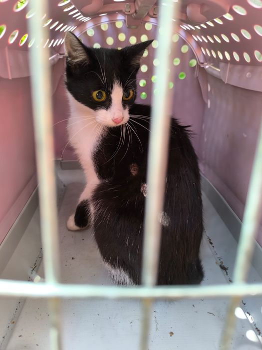 Czy wydarzy się cud i kotki ktoś pokocha?..