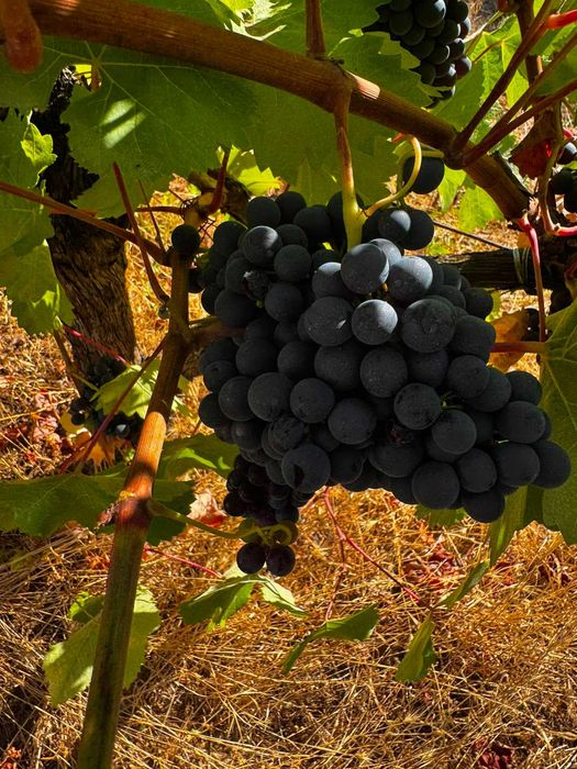 Vende-se uvas tintas para vinho