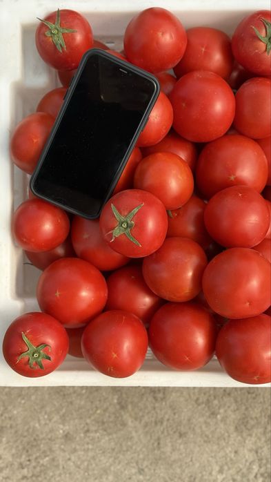 Продам помідор оптом