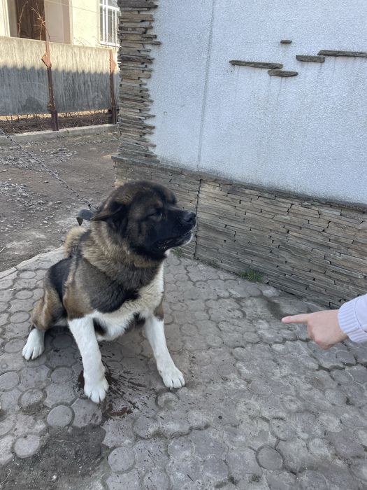 Акіта хлопчик 2.5 роки вязка