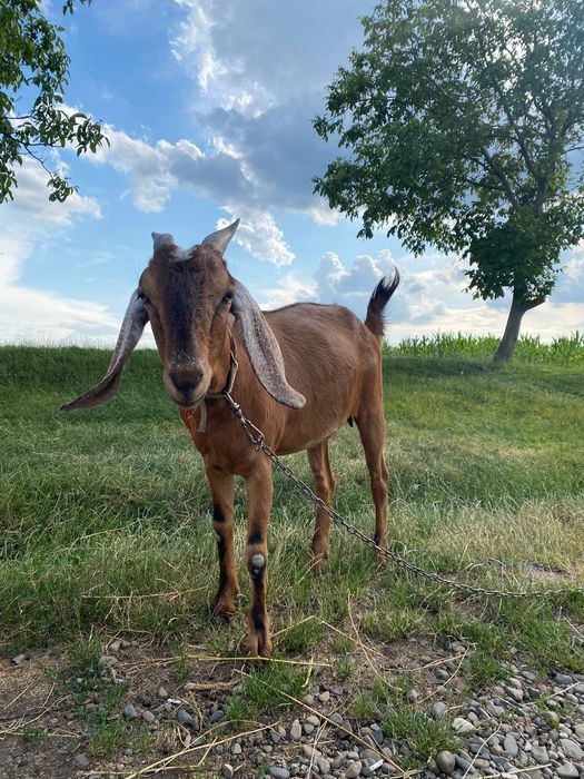 Продається козичка