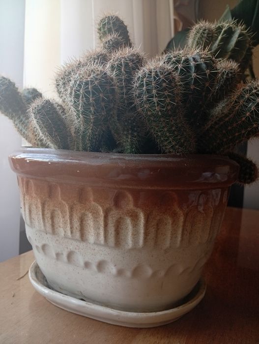 Вазони   Кактуси