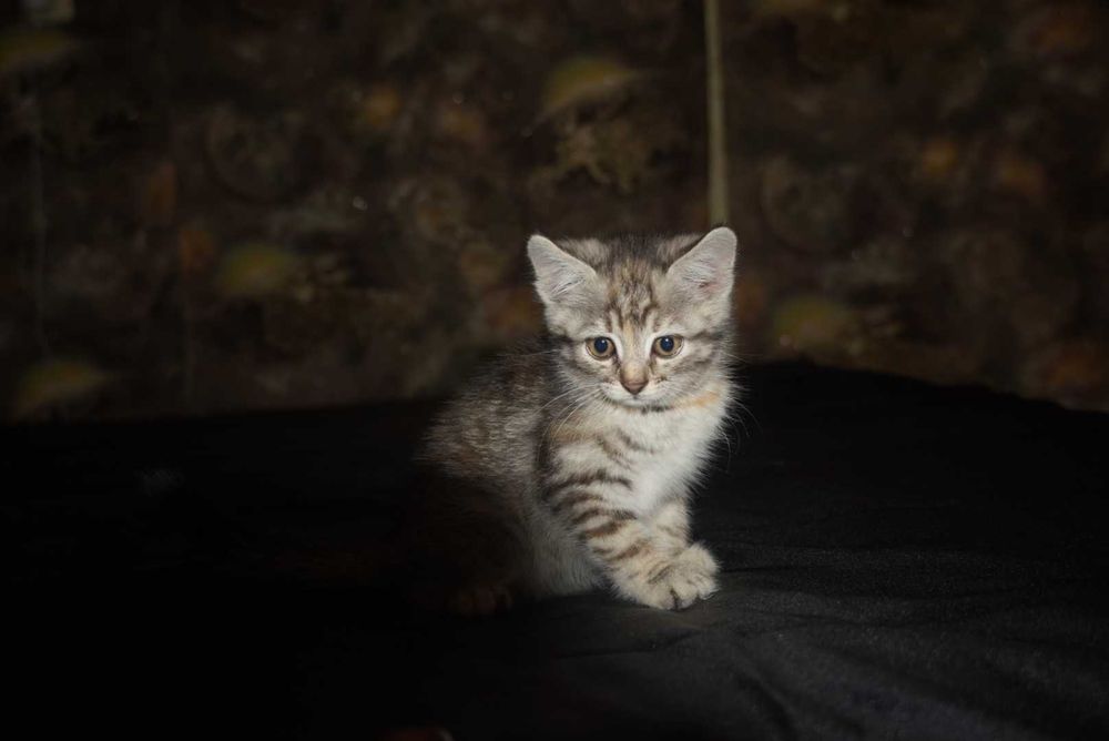 Маленькі кошенята