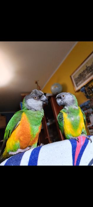 Parka papug senegalki