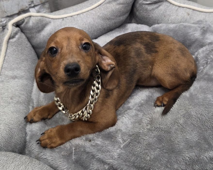 Odchowana maluska jamniczka merle po kroliczej mamiel