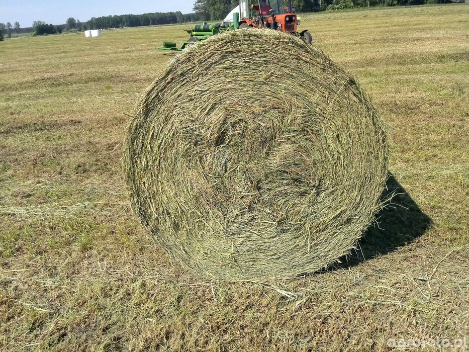 Sprzedam siano - zbiór 2025 spod dachu