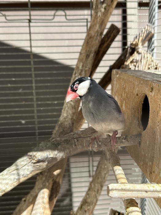 pardal de java macho