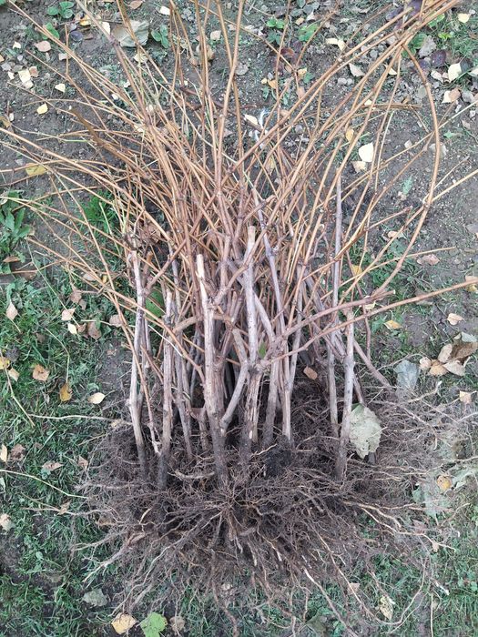 Продам чубуки і саджанці винограду.