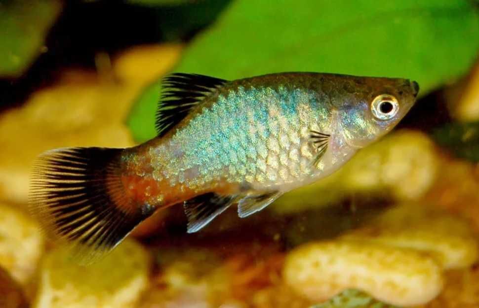 Zmienniak plamisty - Platka - Platynka - ODMIANA RAINBOW - dowóz